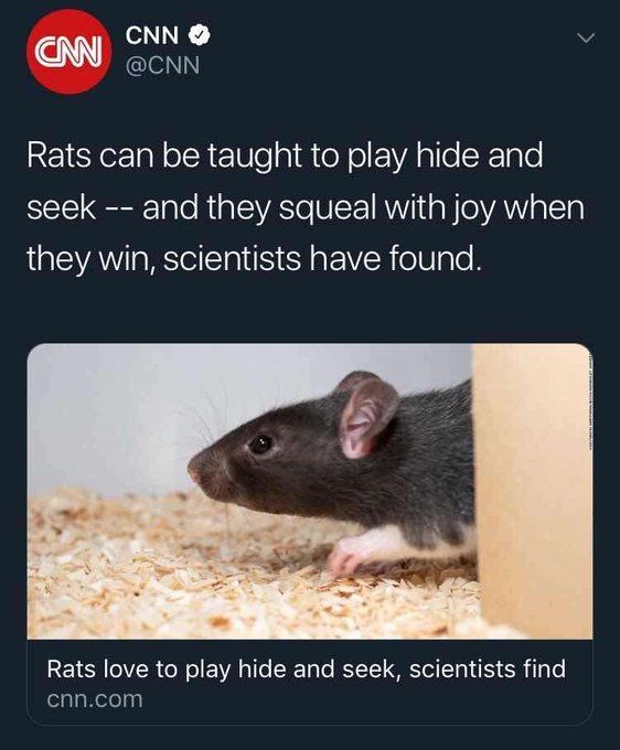 People when they see rats; eww, meanwhile, rats;