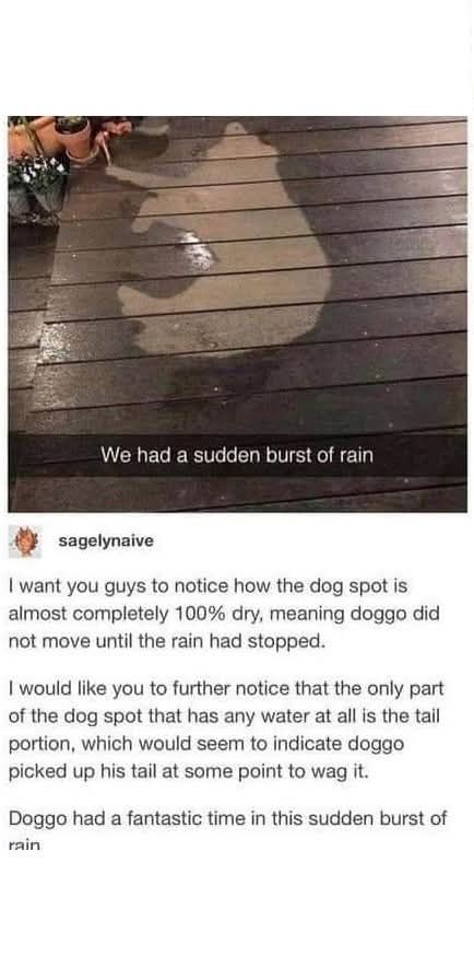 Just another doggo