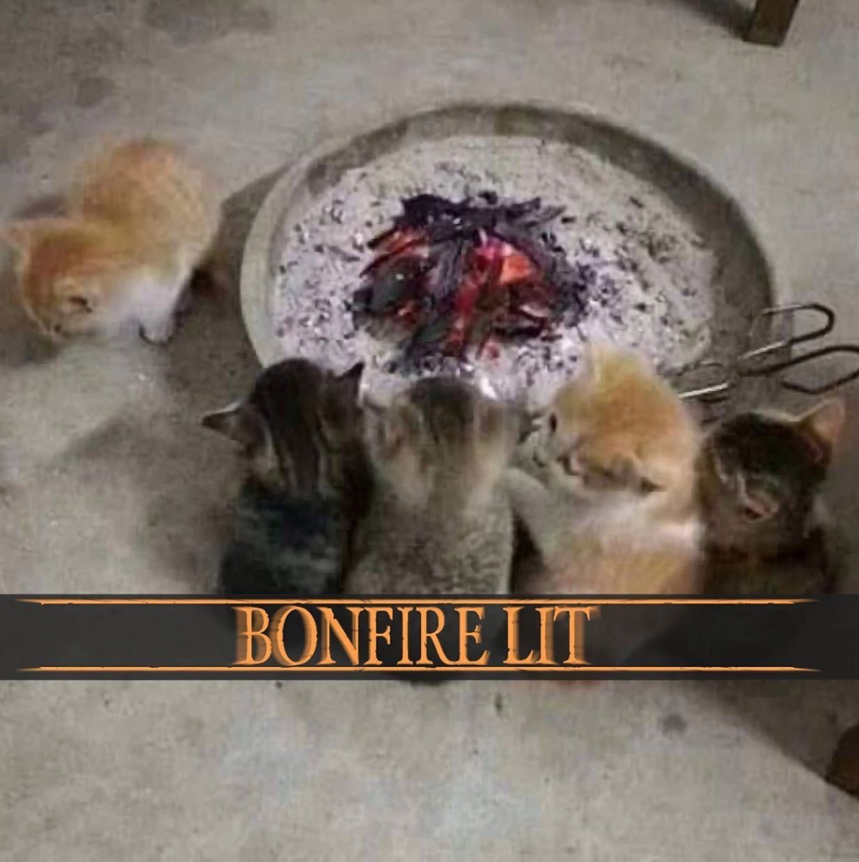 Praise the kittens
