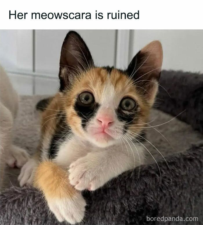 Nyaooo
