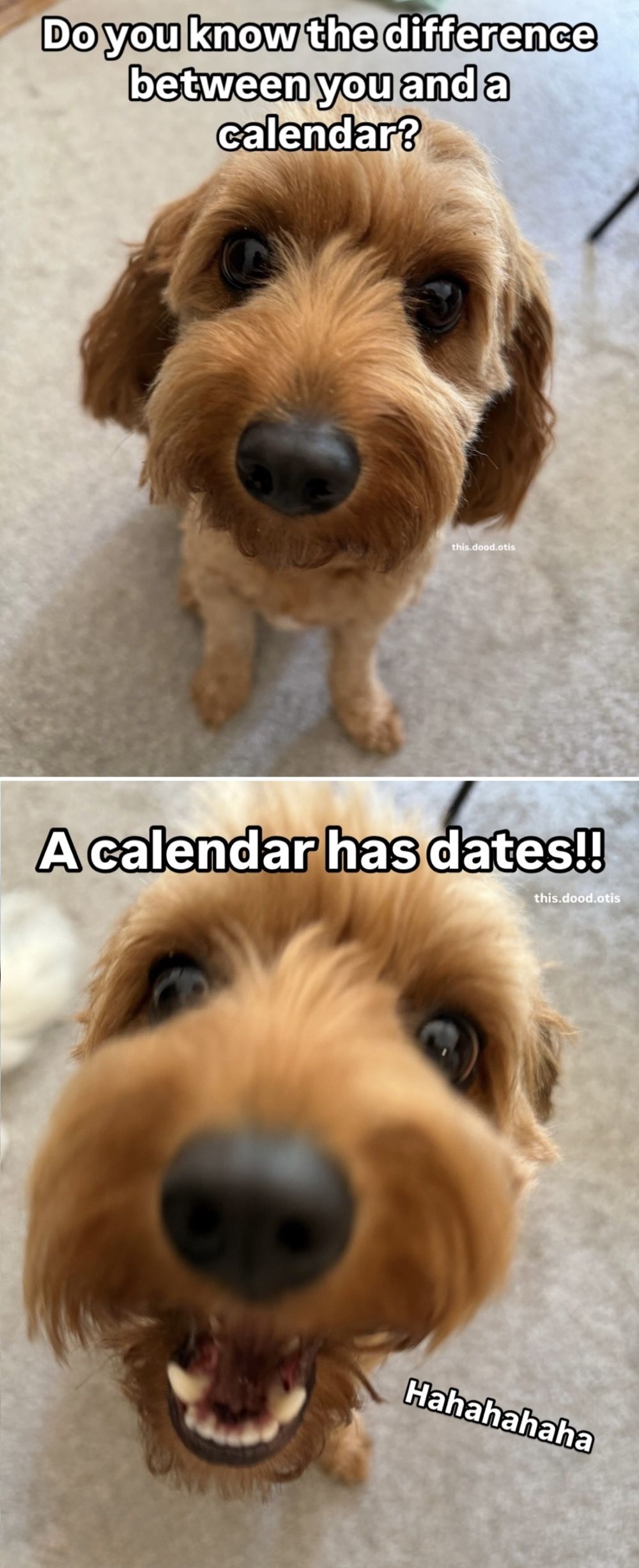 dog