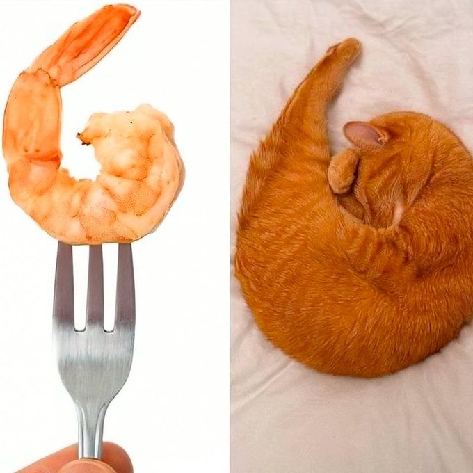 I wonder if it can fry rice