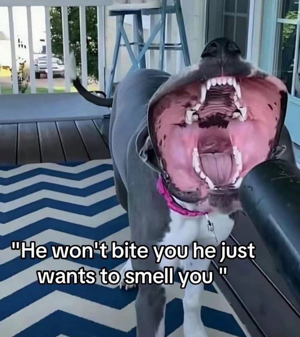 Good boi