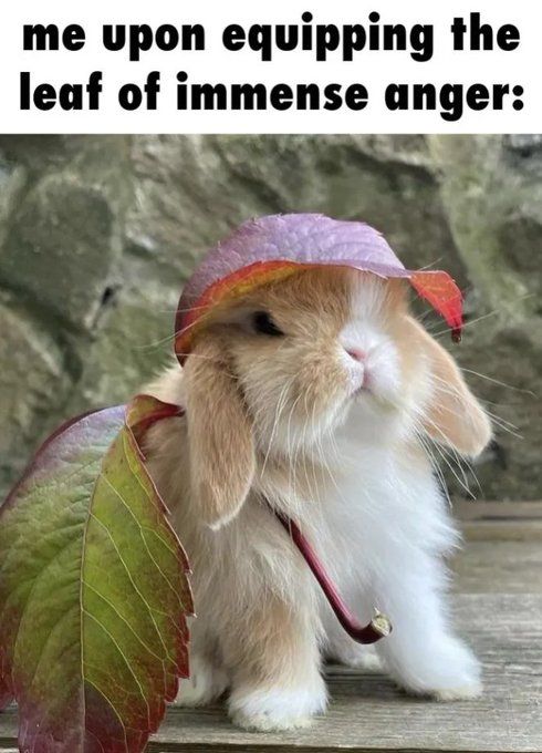 Rabbit