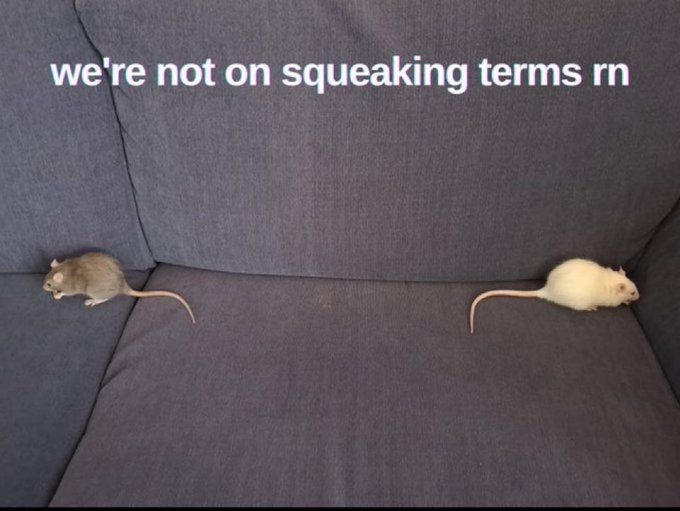 Squek