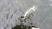 Catching 2 fish at once