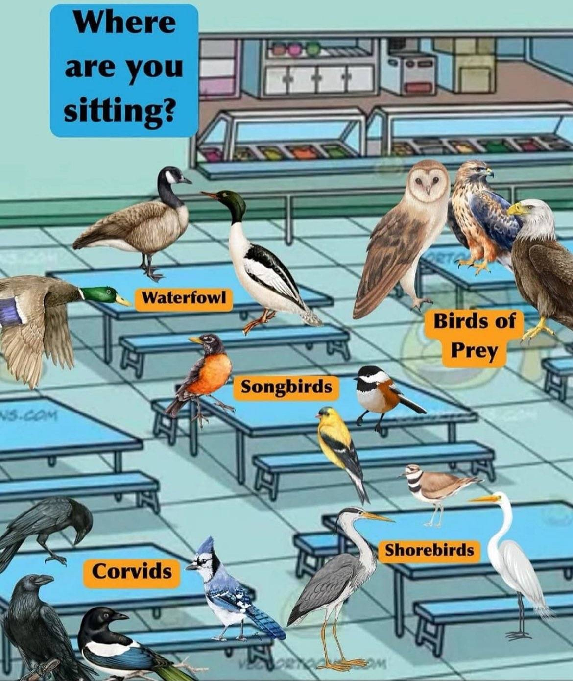 shorebirds