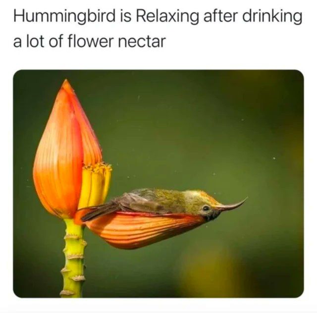 Me if I was a birb