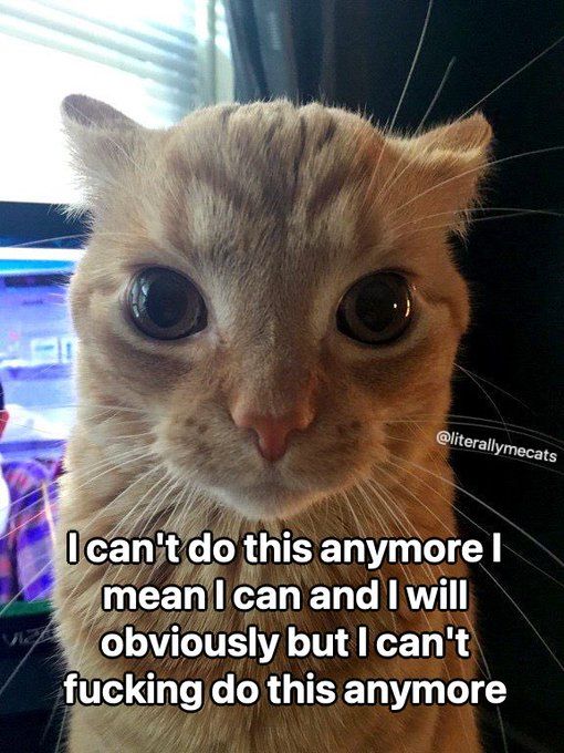 Me too cat
