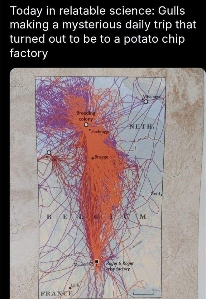 Taters