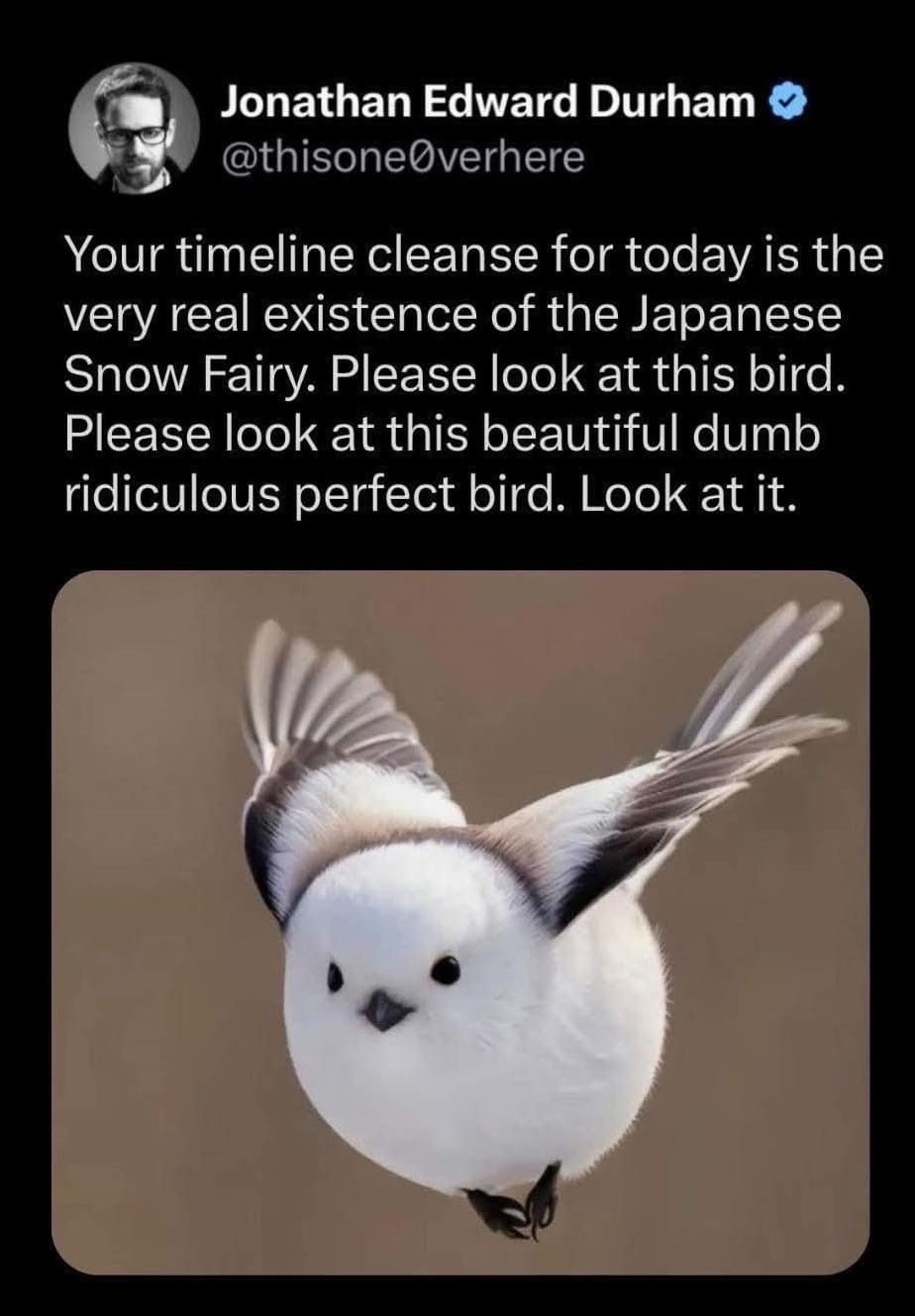 >Bird (っ- ‸ - ς)ᶻ z | >Bird Japan ⸜(˶˃ ᵕ ˂˶)⸝