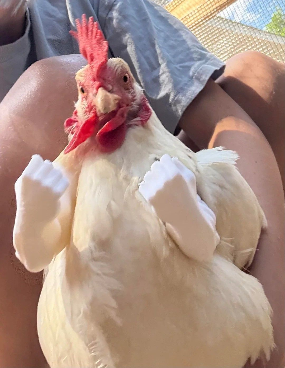Chicken is gonna hurt you!