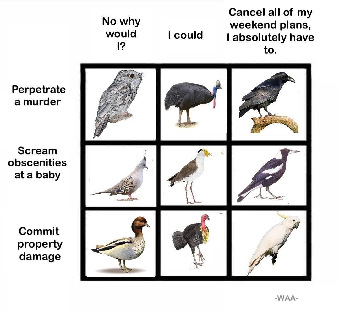 Australian bird lore