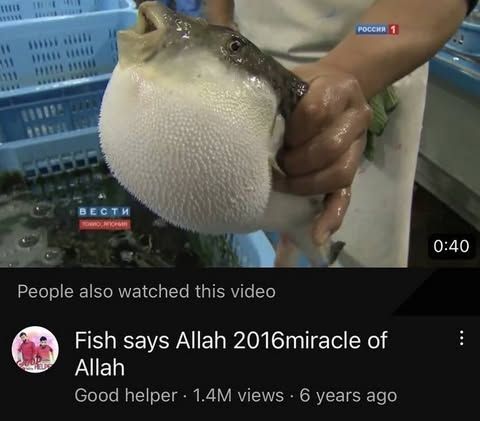what the fish say