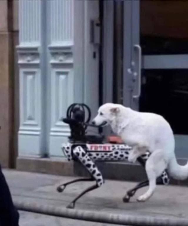 dog uses grok
