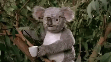 F*ck you koala