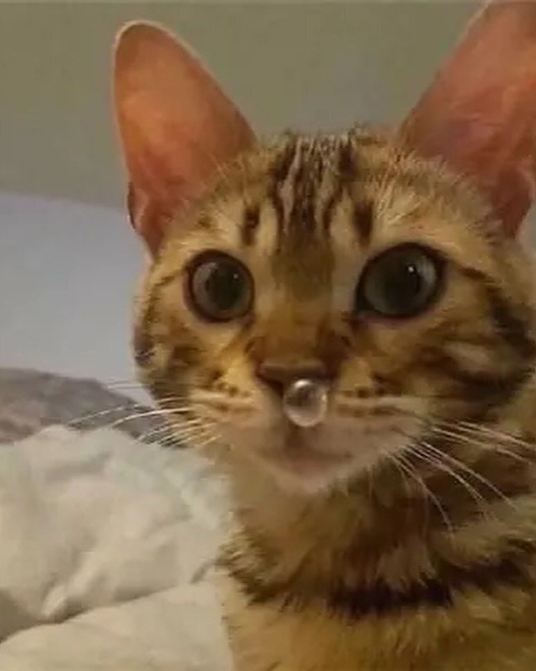 Mfw she starts to undress and says "before we go any further... W-well, this-this is me..."