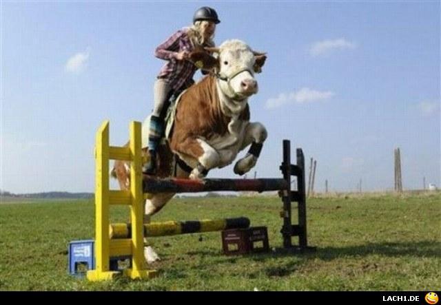 If you can't afford a horse, ride a cow!