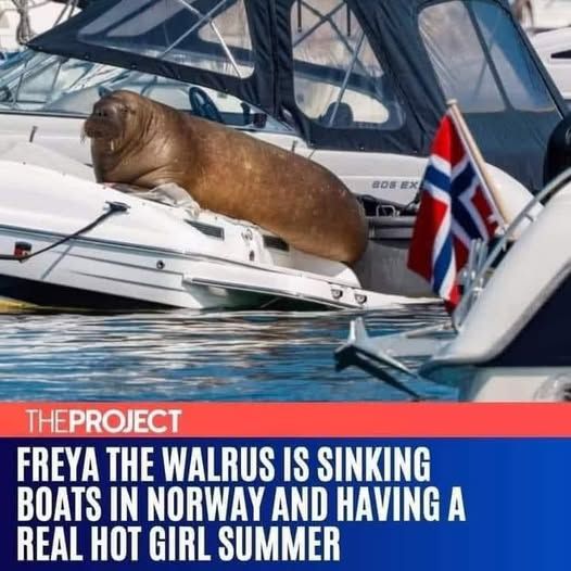 Freya's adventures in Norway