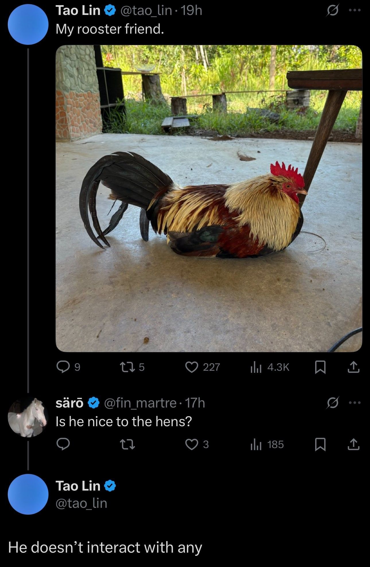 Spirit animal