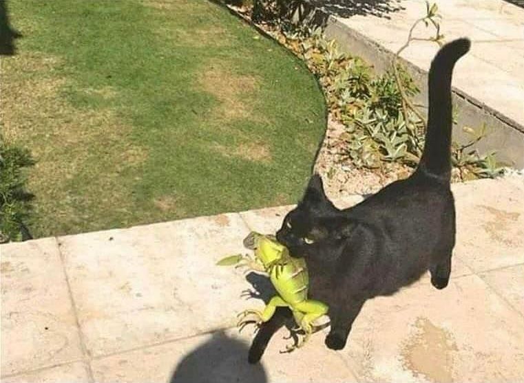 "It is Wednesday, my du-"