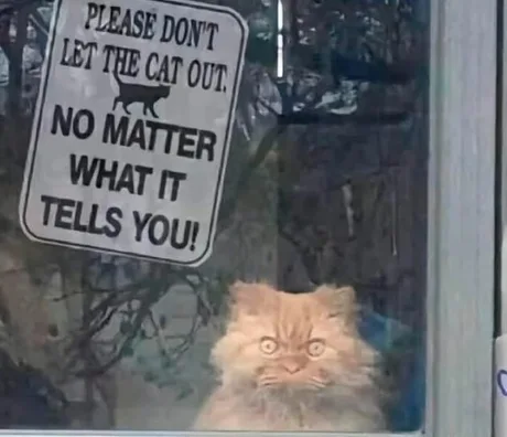 Please do not the Cat