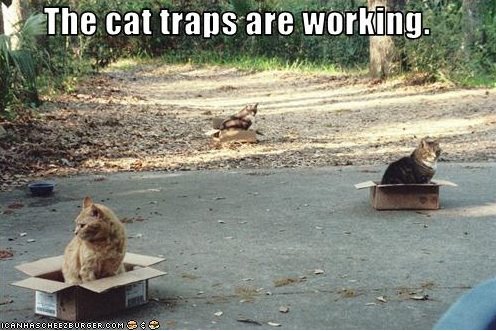 The cat traps are working!