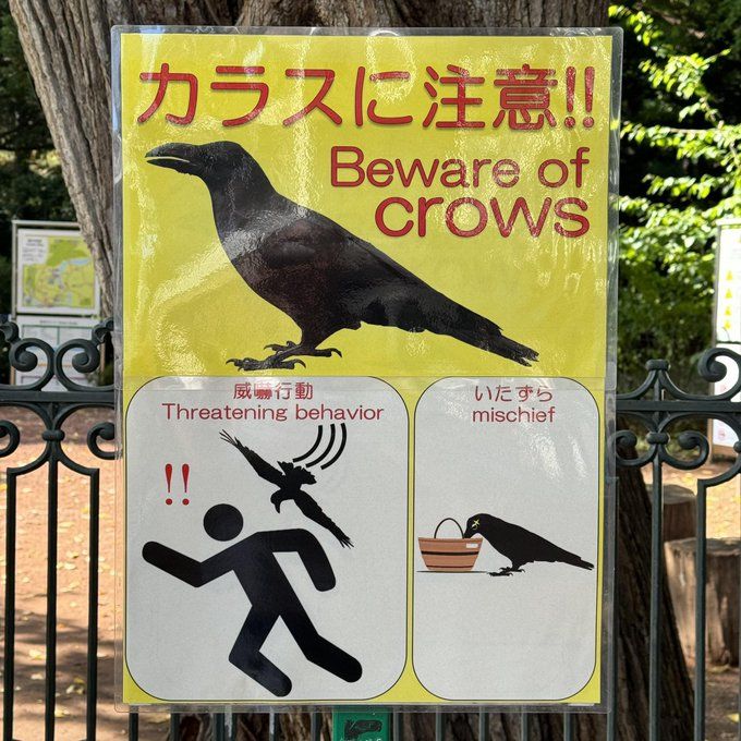 Corvid gang