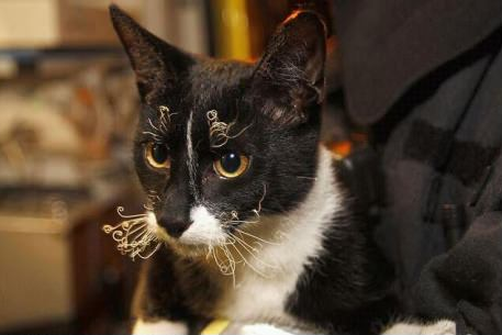 Cat after being saved from a burning building.