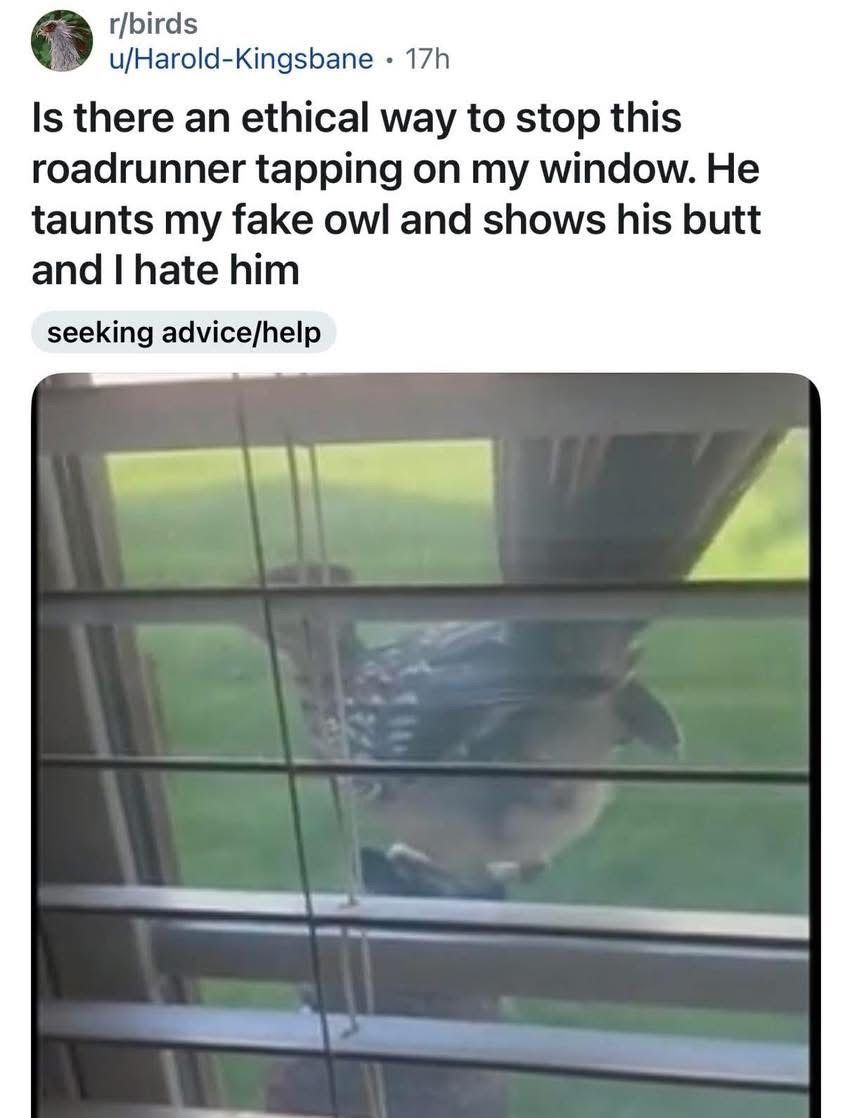 Get a coyote or something
