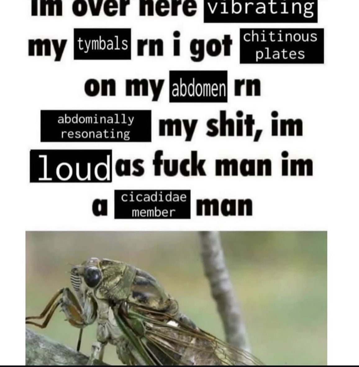 I fuċking love cicadas man