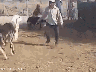 Goat's revenge
