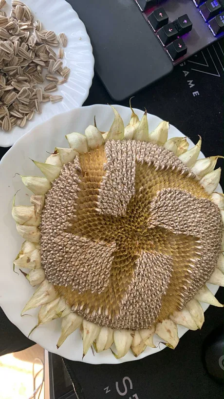 Ah! sunflower, weary of time