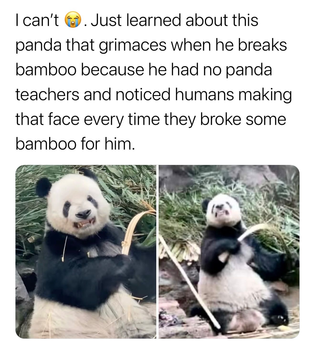 Breh