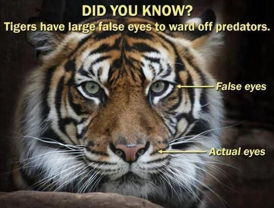 The more you know