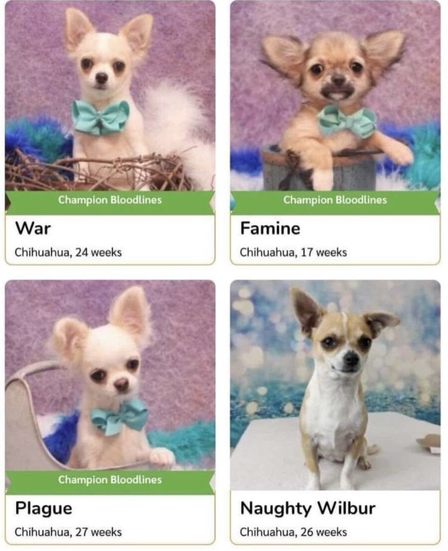 The Dunwich Chihuahua