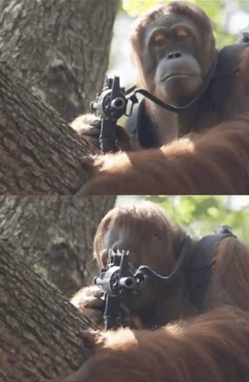 Monke sees, monke does
