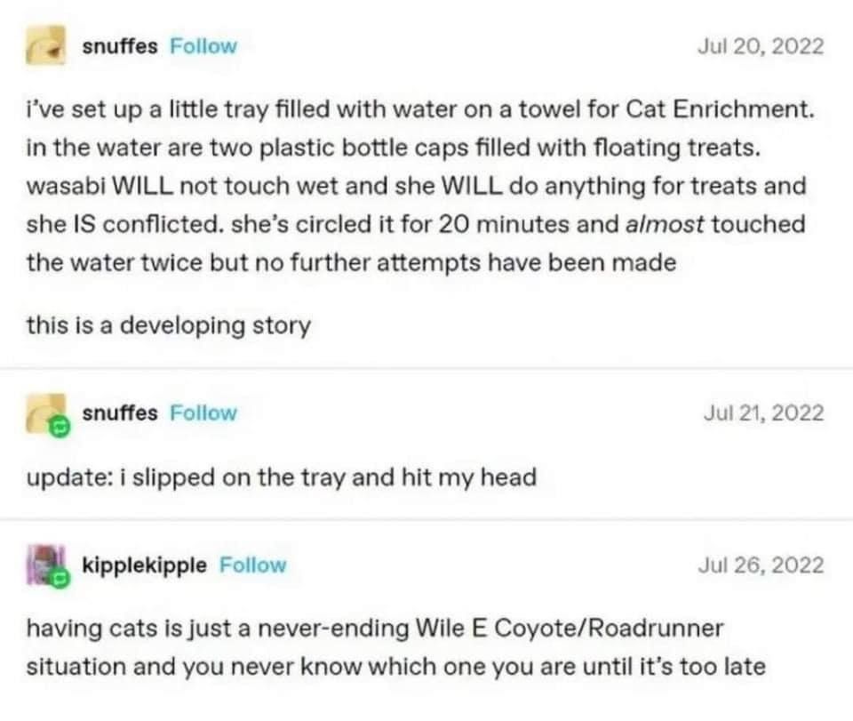 No wonder the cat won't touch wet