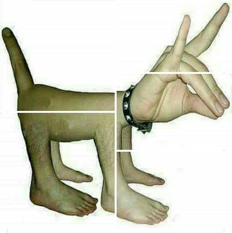 With enough inbreeding, a dog can be anything