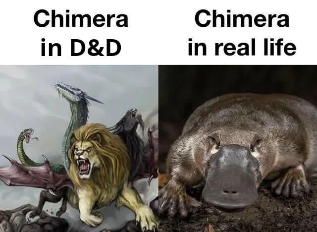 You can't spell chimera without chim