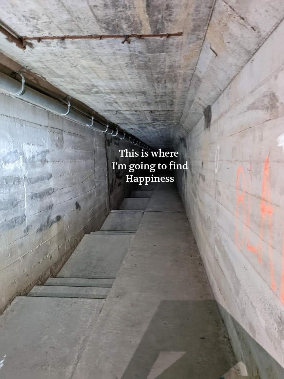 A cat named Happiness ran down there