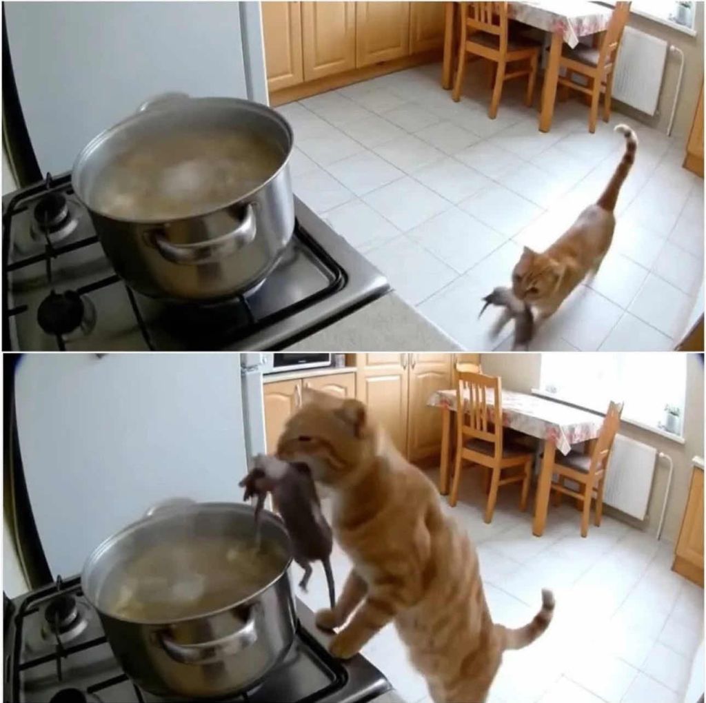 Cooking unlocked!