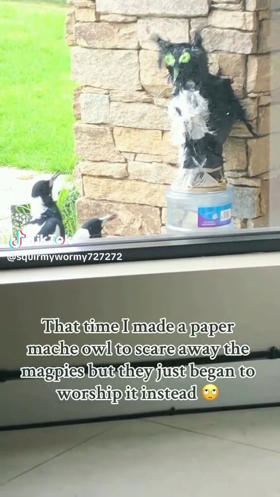 Magpies are weird like that