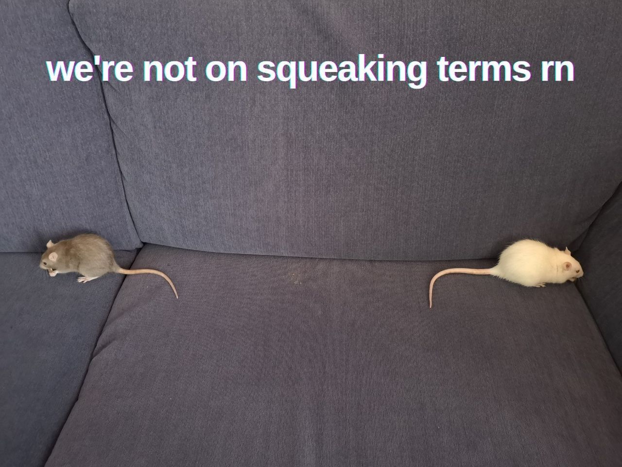 Not a very mice feeling