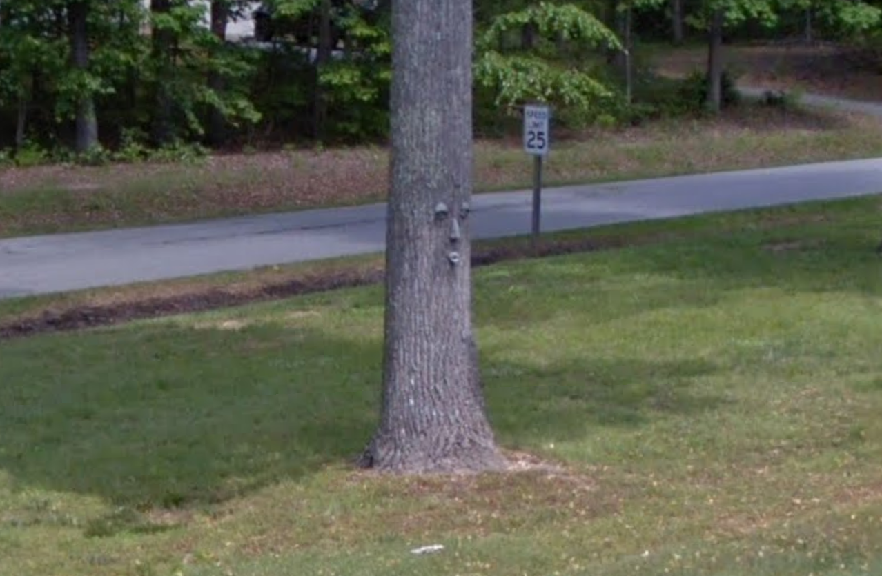 The Tree