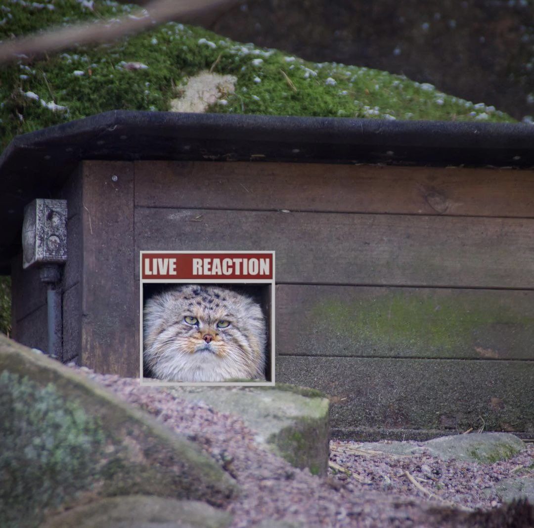 Free reaction image