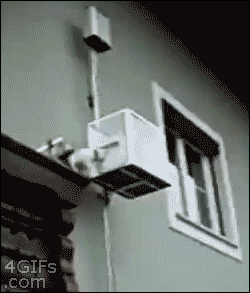 Lazy cat