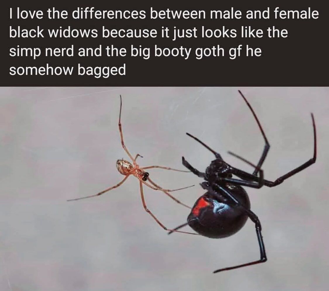 Tfw no big booty goth gf, why even live