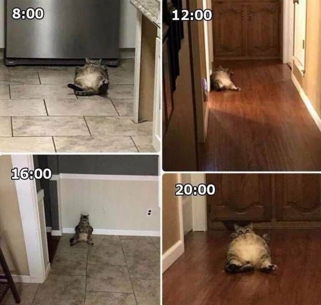 Average Balkan Hugelol moderator