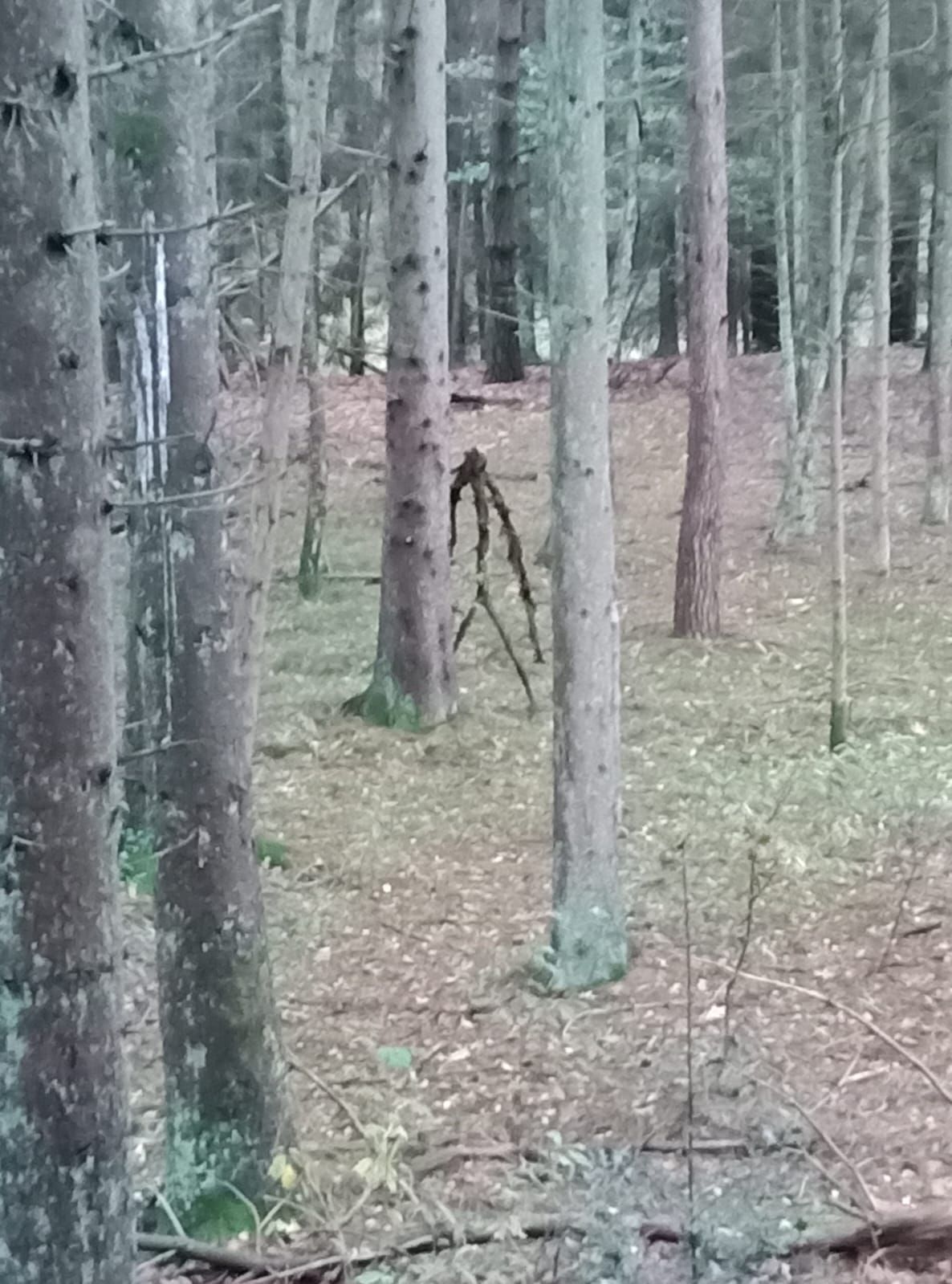 Went hiking in the woods today. Nearly shat myself [OC]